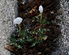 Oenothera cespitosa