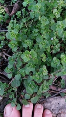 Veronica hederifolia-sublobata-triloba