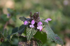 Lamium purpureum