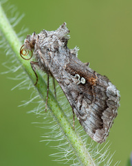 Syngrapha interrogationis