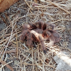 Grammostola rosea