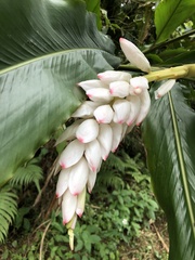 Alpinia uraiensis