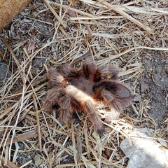 Grammostola rosea