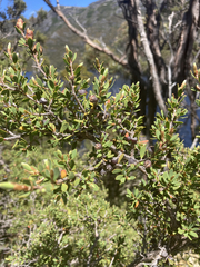 Leptospermum glaucescens