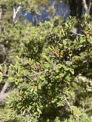 Leptospermum glaucescens