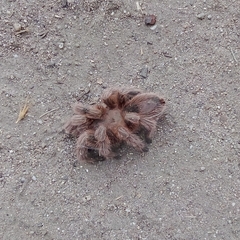 Grammostola rosea