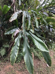 Alpinia uraiensis