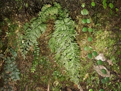 Trichomanes strictum