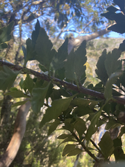 Phyllocladus aspleniifolius