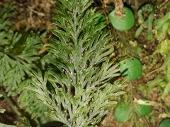 Trichomanes strictum