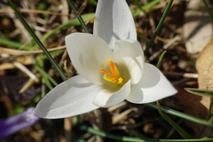 Crocus weldenii