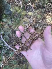 Athrotaxis selaginoides