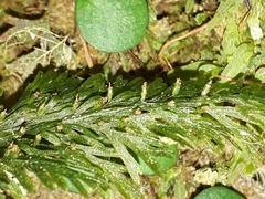 Trichomanes strictum