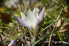 Crocus weldenii