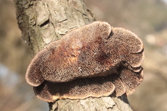 Daedaleopsis confragosa