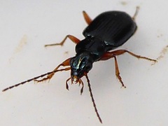 Bembidion decorum