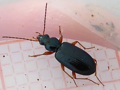 Bembidion decorum