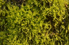 Archidium alternifolium