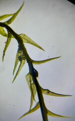 Archidium alternifolium