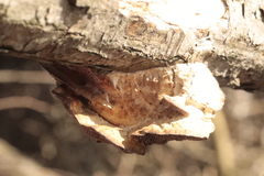 Daedaleopsis confragosa