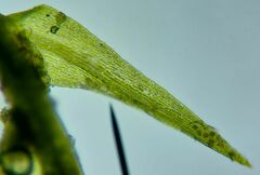 Archidium alternifolium