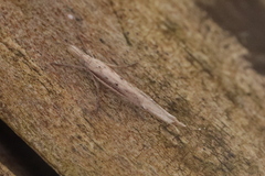 Ypsolopha mucronella