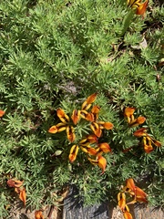 Lotus berthelotii