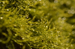 Archidium alternifolium