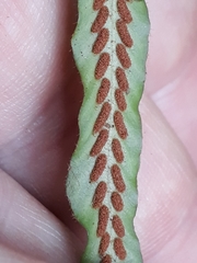 Notogrammitis pseudociliata