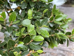 Nothofagus betuloides