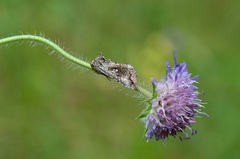 Syngrapha interrogationis