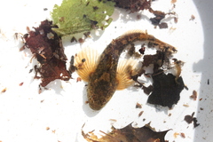 Cottus gobio
