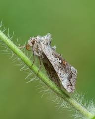 Syngrapha interrogationis