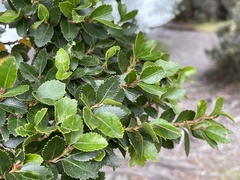 Nothofagus betuloides