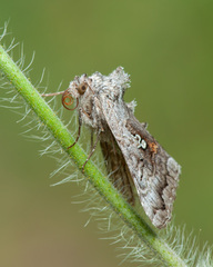 Syngrapha interrogationis