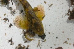 Cottus gobio