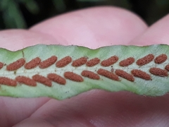 Notogrammitis pseudociliata