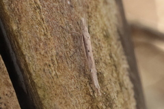 Ypsolopha mucronella