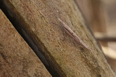 Ypsolopha mucronella