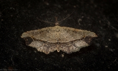 Philogethes metableta