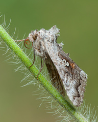 Syngrapha interrogationis