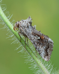 Syngrapha interrogationis