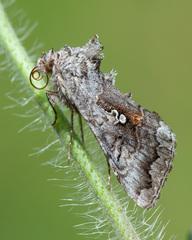 Syngrapha interrogationis