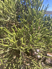 Athrotaxis cupressoides