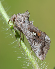 Syngrapha interrogationis