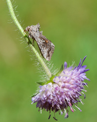 Syngrapha interrogationis