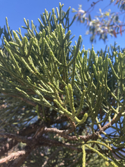 Athrotaxis cupressoides