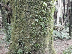 Notogrammitis pseudociliata