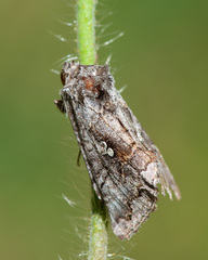 Syngrapha interrogationis