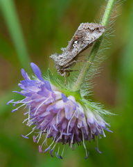 Syngrapha interrogationis